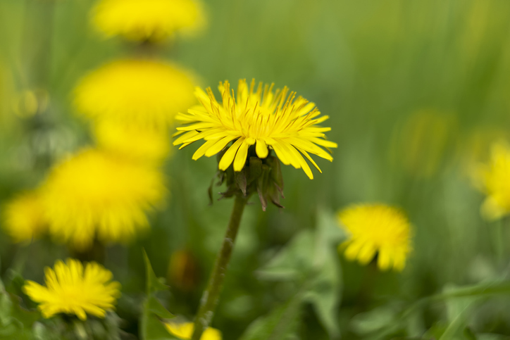 Dandelion